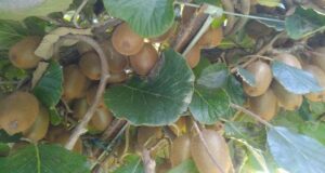 कीवी उत्पादन कर देवेन्द्र सिंह ने की मिशाल पेश,स्वरोजगार की जगाई अलक