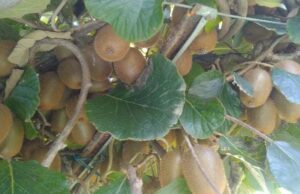 कीवी उत्पादन कर देवेन्द्र सिंह ने की मिशाल पेश,स्वरोजगार की जगाई अलक