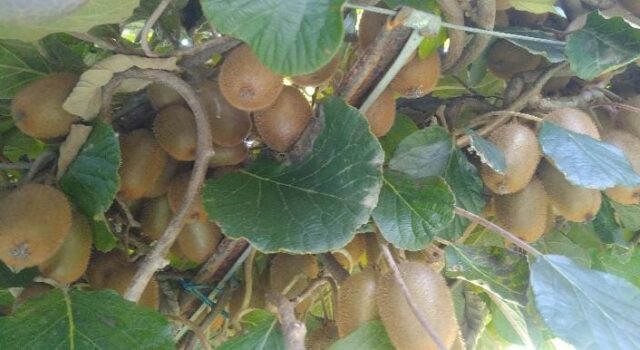 कीवी उत्पादन कर देवेन्द्र सिंह ने की मिशाल पेश,स्वरोजगार की जगाई अलक