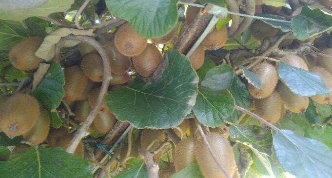 कीवी उत्पादन कर देवेन्द्र सिंह ने की मिशाल पेश,स्वरोजगार की जगाई अलक