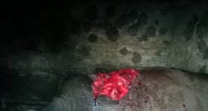 भालू के आतंक से दहशत में लोग