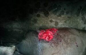 भालू के आतंक से दहशत में लोग