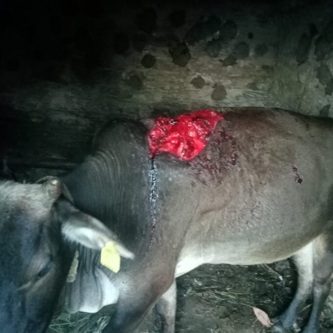 भालू के आतंक से दहशत में लोग