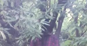 दुःखद: पेड़ से मिला शव, पुलिस प्रशासन मौके पर