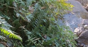 यहां मिला नर कंकाल, पुलिस जांच में जुटी