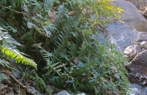 यहां मिला नर कंकाल, पुलिस जांच में जुटी