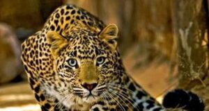 दहशत: गोपेश्वर में कई मोहल्लों में दिखा बाग,