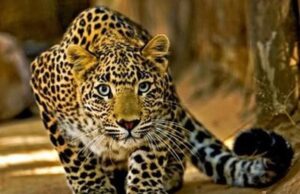 दहशत: गोपेश्वर में कई मोहल्लों में दिखा बाग,