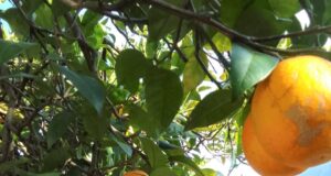 माल्टे और नींबू का समर्थन मूल्य हुवा घोषित