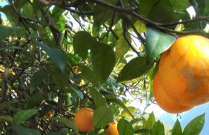 माल्टे और नींबू का समर्थन मूल्य हुवा घोषित