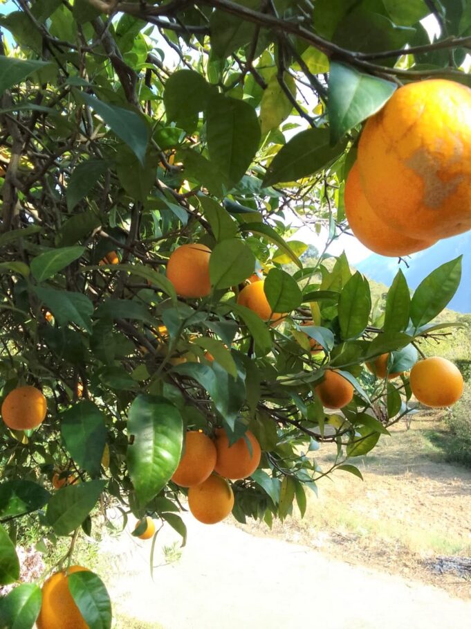 माल्टे और नींबू का समर्थन मूल्य हुवा घोषित