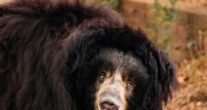 लासी गांव में भालू की दहशत, गोशाला तोड़कर मवेशी को बनाया निवाला