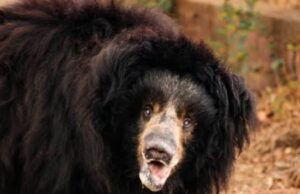 लासी गांव में भालू की दहशत, गोशाला तोड़कर मवेशी को बनाया निवाला