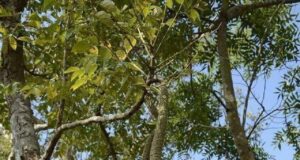 प्रकृति ने हमे कई उपहार दिए हैं उनमें से एक गरुड़ वृक्ष भी हैं….