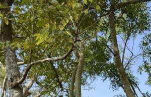 प्रकृति ने हमे कई उपहार दिए हैं उनमें से एक गरुड़ वृक्ष भी हैं….