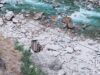 बद्रीनाथ हाईवे पर जेसीबी गिरा खाई में, चालक घायल