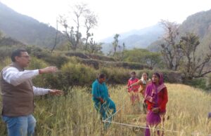 एडीएम ने गेहूं की फसल क्रॉप कटिंग प्रयोग का किया निरीक्षण