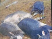 आकाशीय बिजली गिरने से 1 दर्जन मवेशियों की मौत