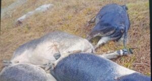 आकाशीय बिजली गिरने से 1 दर्जन मवेशियों की मौत