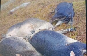 आकाशीय बिजली गिरने से 1 दर्जन मवेशियों की मौत