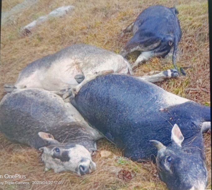 आकाशीय बिजली गिरने से 1 दर्जन मवेशियों की मौत