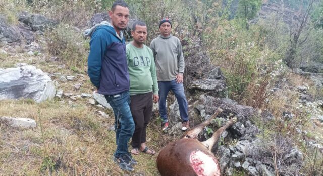 रांगतोली गांव में भालू की दशहत, चार मवेशियों को बनाया निवाला