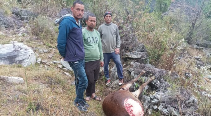 रांगतोली गांव में भालू की दशहत, चार मवेशियों को बनाया निवाला