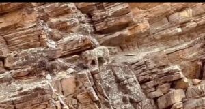 सुमना के पास दिखा हिम तेंदुवा