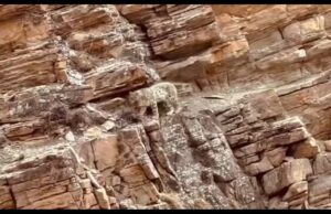 सुमना के पास दिखा हिम तेंदुवा