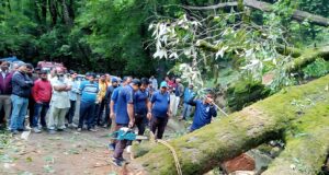 सड़क पर गिरा विशालकाय पेड़, फायर यूनिट गोपेश्वर ने त्वरित पहुंचकर पेड़ काटकर हटाया, यातायात किया सुचारू