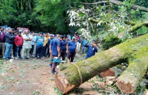 सड़क पर गिरा विशालकाय पेड़, फायर यूनिट गोपेश्वर ने त्वरित पहुंचकर पेड़ काटकर हटाया, यातायात किया सुचारू