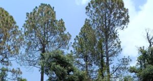 मानसून के दृस्टिगत प्रशासन ने किया मॉक अभ्यास