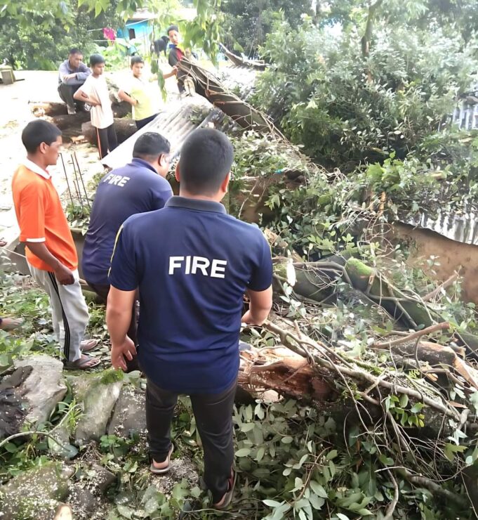 मकानों पर गिरा विशालकाय पेड़, फायर सर्विस ने पेड़ काट कर हटाये