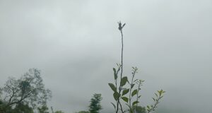 बारिस: दशोली ओर नन्दा नगर में सभी स्कूलों में छुट्टी के आदेश