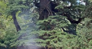 गढवाल और कुमायूं की सांझी सांस्कृतिक विरासत “वांण का लाटू”