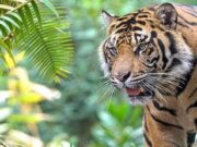 3वर्षीय मासूम को बाग ने उतारा मौत के घाट
