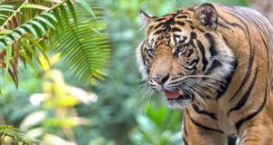 3वर्षीय मासूम को बाग ने उतारा मौत के घाट