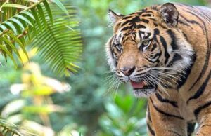 3वर्षीय मासूम को बाग ने उतारा मौत के घाट