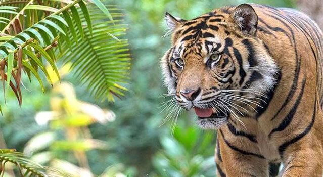 3वर्षीय मासूम को बाग ने उतारा मौत के घाट