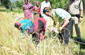 डीएम ने किया क्रॉप कटिंग प्रयोग का निरीक्षण, खेती की नई तकनीक के बारे में दी जानकारी