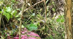 दुःखद: बाघ के हमले में महिला की मौत