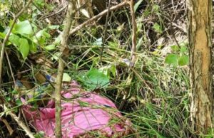 दुःखद: बाघ के हमले में महिला की मौत