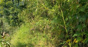 दो दिन में मिले गुलदार के 2 शव, वन विभाग में हड़कंप