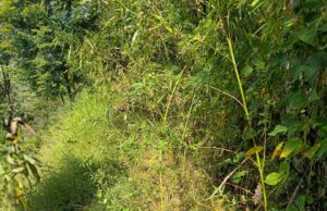 दो दिन में मिले गुलदार के 2 शव, वन विभाग में हड़कंप