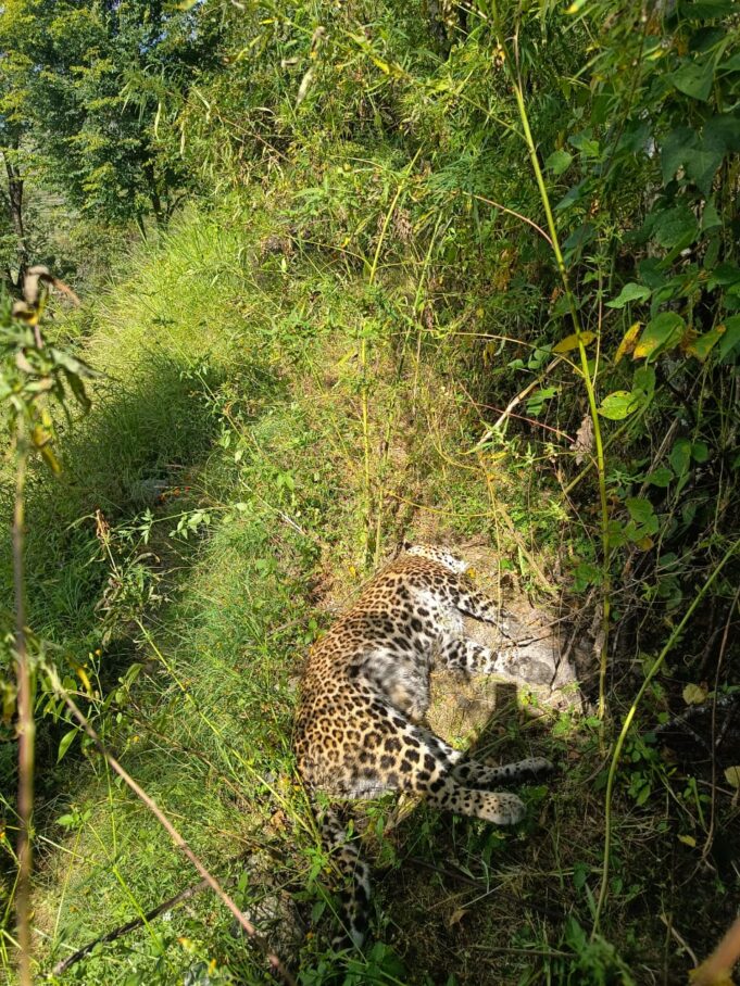 दो दिन में मिले गुलदार के 2 शव, वन विभाग में हड़कंप