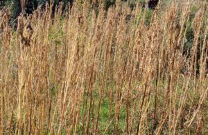 कीड़ों ने फसल को किया बर्बाद, काश्तकारों को हुवा भारी नुकसान