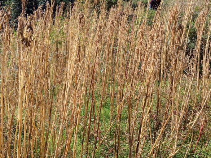 कीड़ों ने फसल को किया बर्बाद, काश्तकारों को हुवा भारी नुकसान