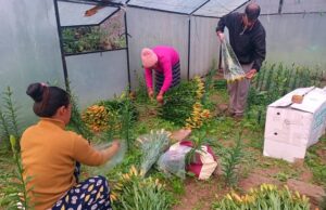 लीलियम का विपणन कर काश्तकार कर रहे लाखों आय, फूलों के उत्पादन को बता रहे मुनाफे का सौदा