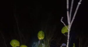 वाहन दुर्घटना में 2 की मौत, 5 घायल, थाना जोशीमठ का मामला