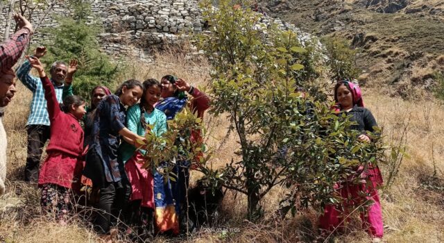 उर्गम घाटी के पिलखी गांव में ग्रामीणों ने गौरा देवी बवनीकरण 300 से अधिक पेड़ों पर बांधा रक्षा सूत्र